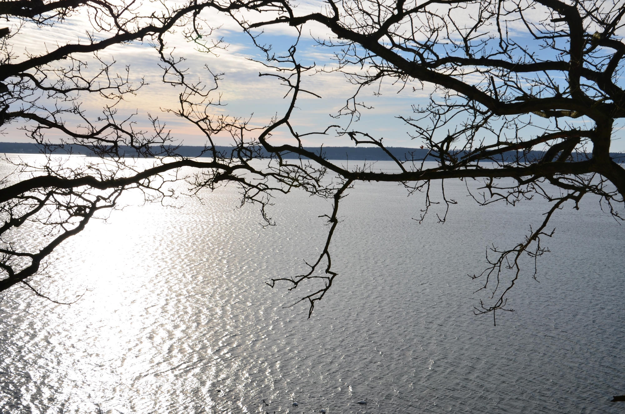 En sø hvor der er en gren i forgrunden