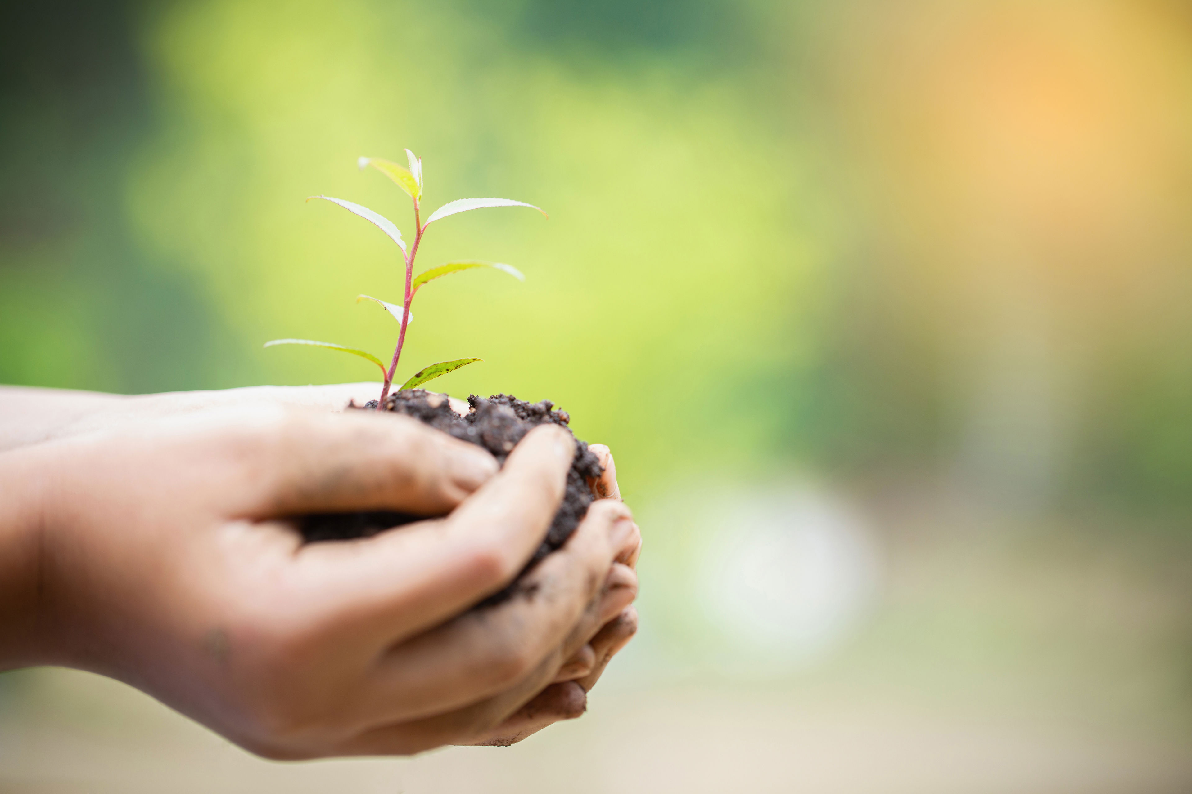 To hænder holder jord med en spire i