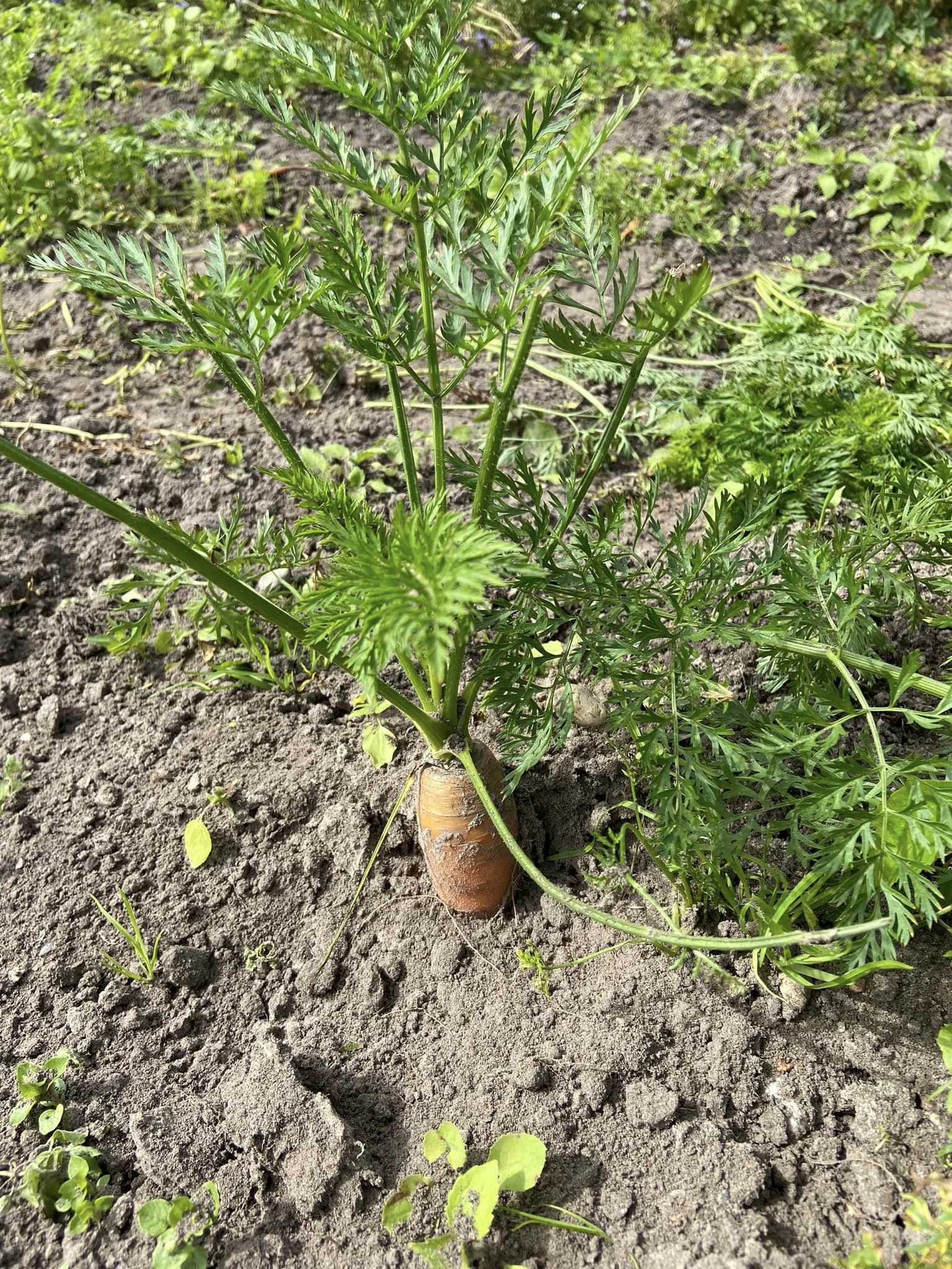 Toppen af en gulerod, der stikker op af jorden