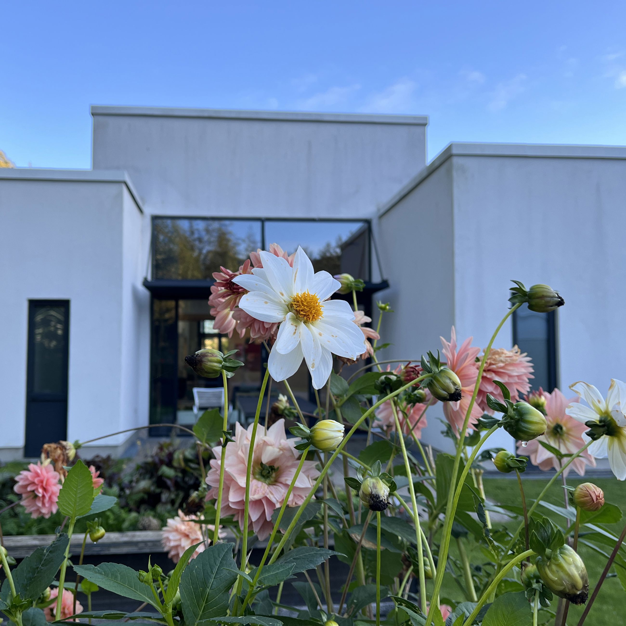 Blomster foran Kridtsløjfen