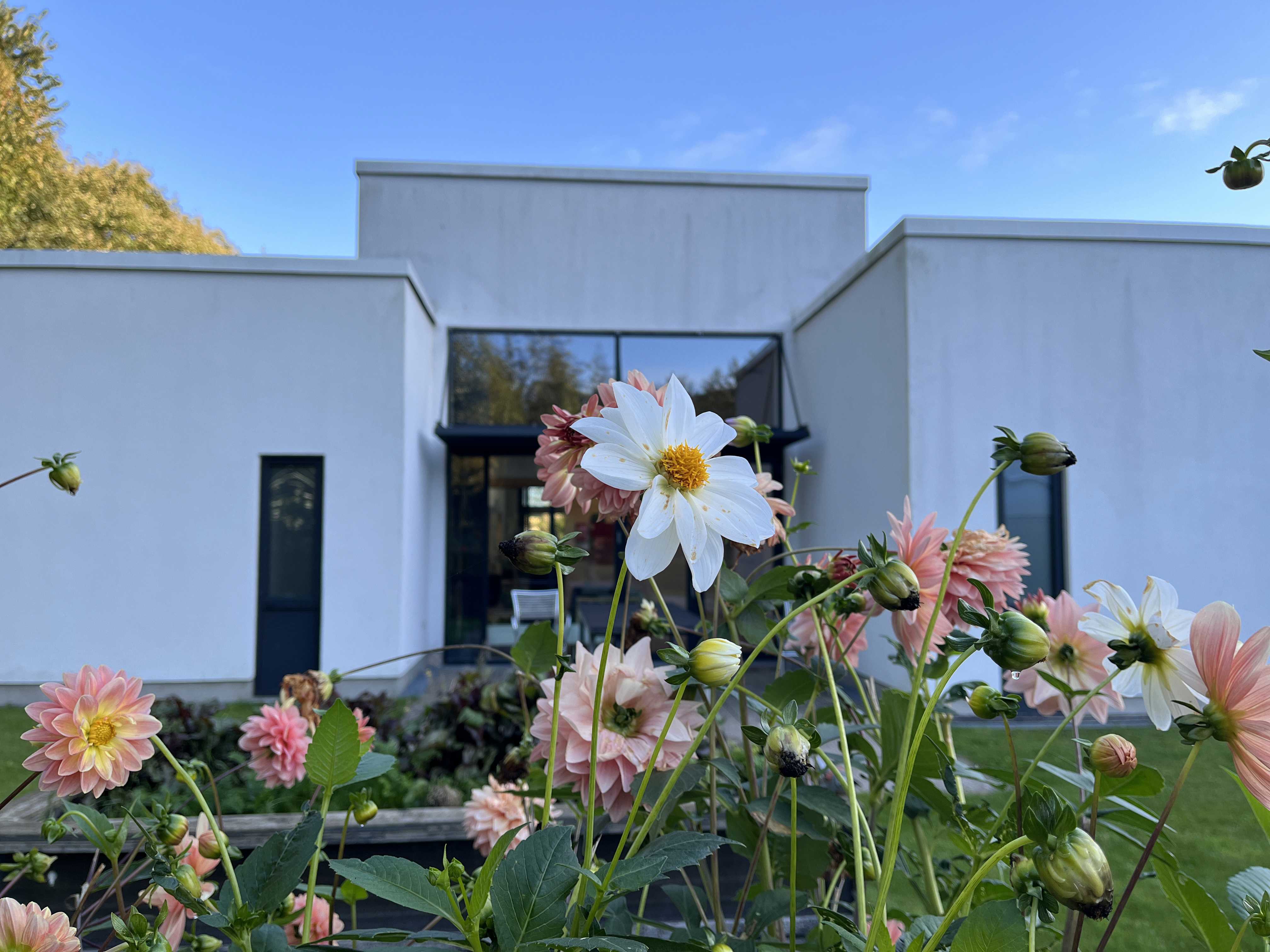 Blomster foran Kridtsløjfen