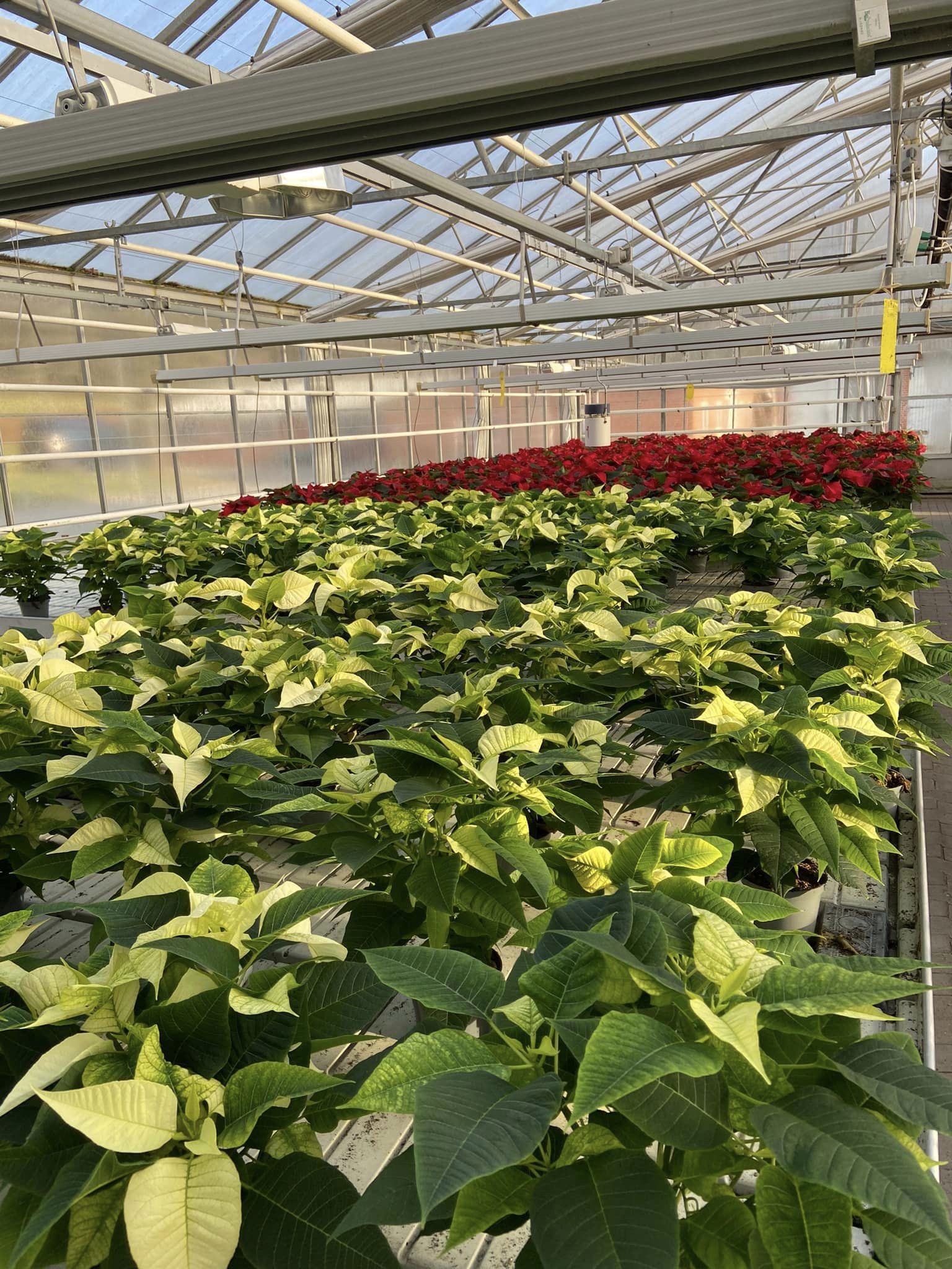 Et stort bord med både hvide og røde julestjerneblomster