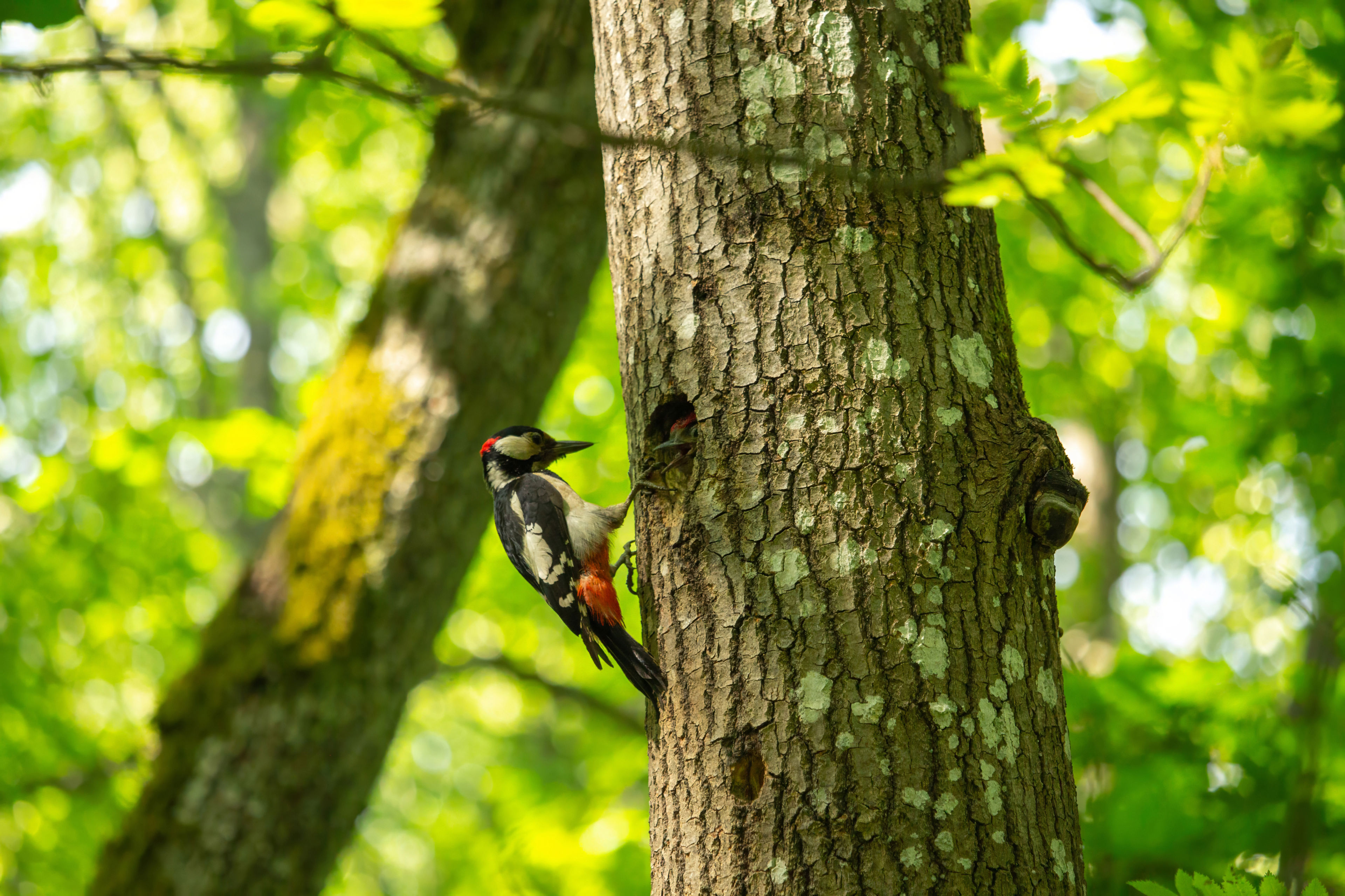 En spætte i et træ