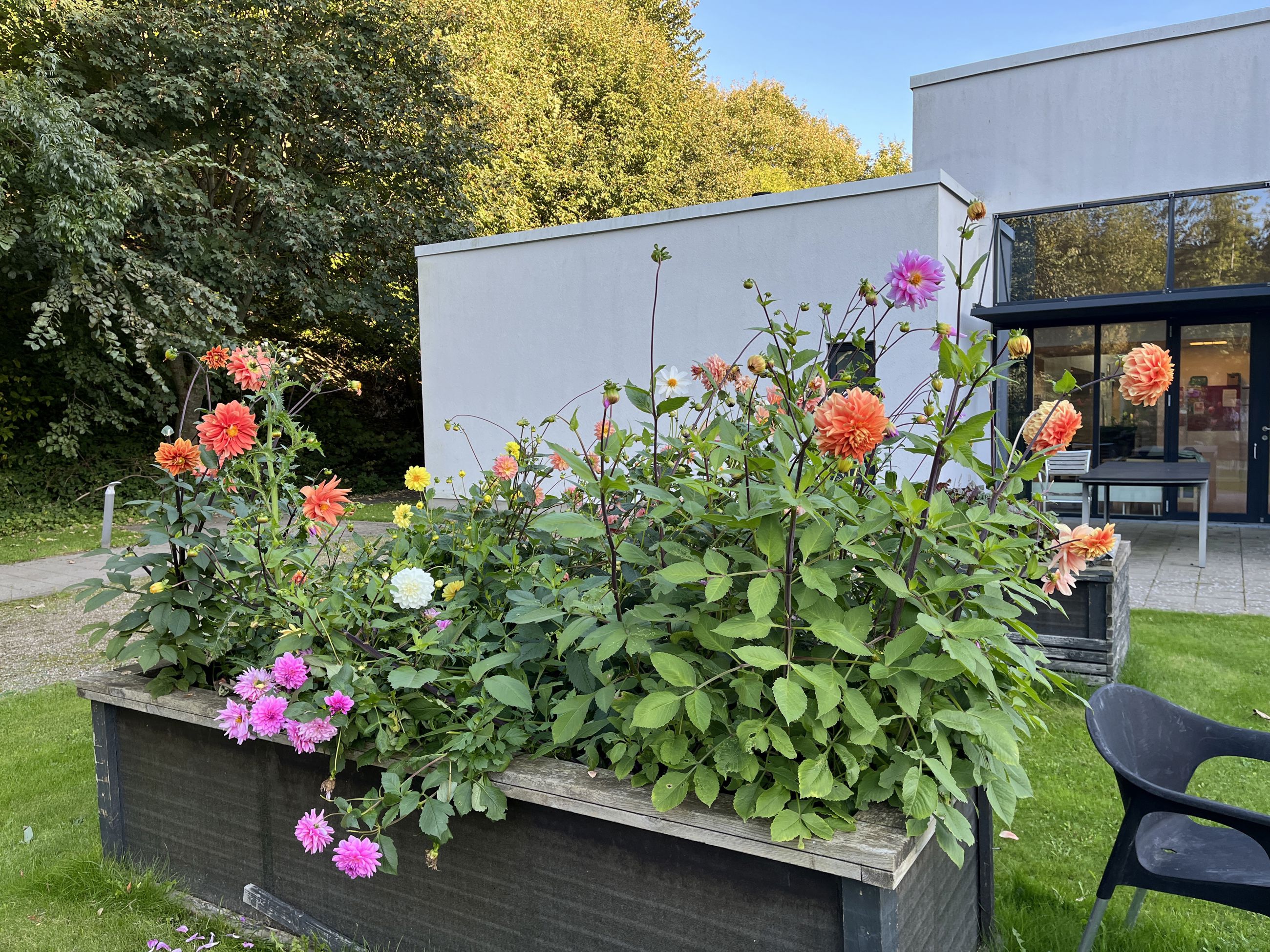 blomsterkasse foran Kridtsløjfen