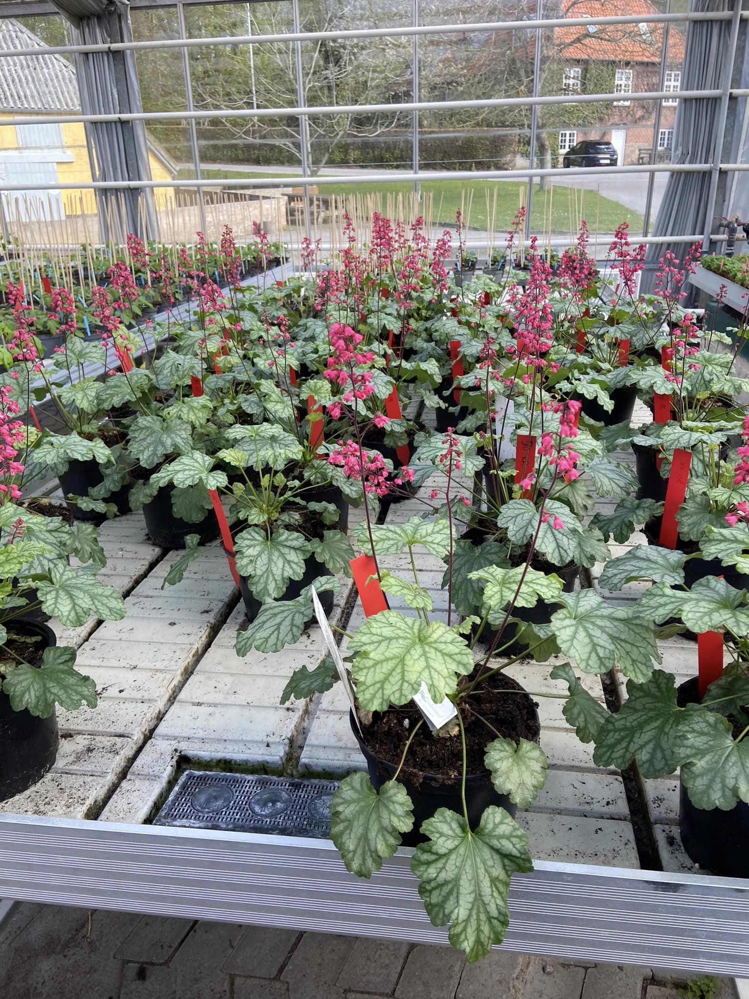 Mange potter med Purpurklokkeblomster