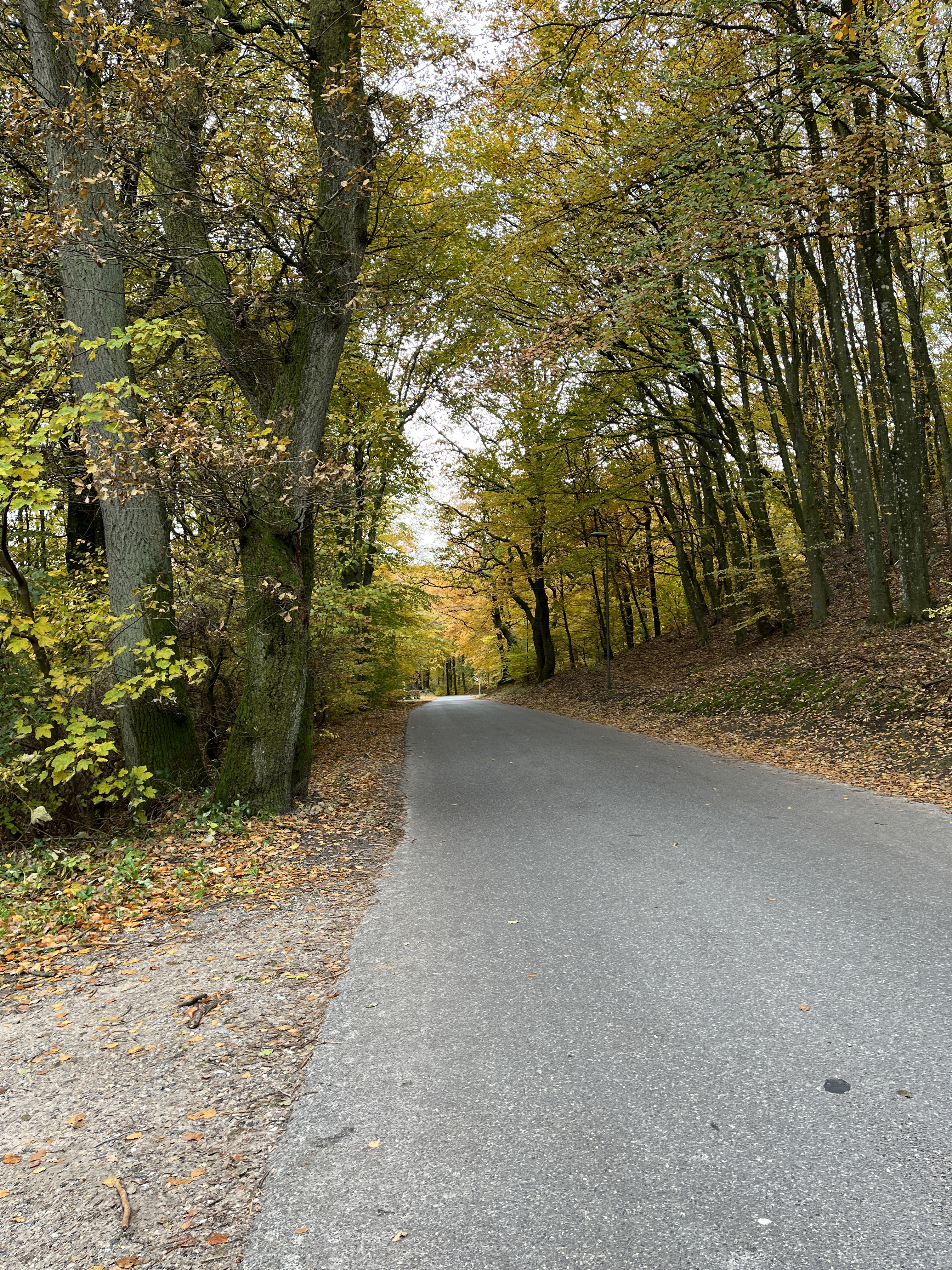 Den rette opgang skov omkring